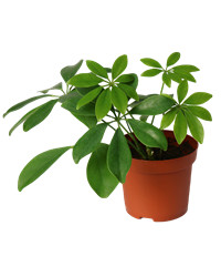Schefflera plant in a pot